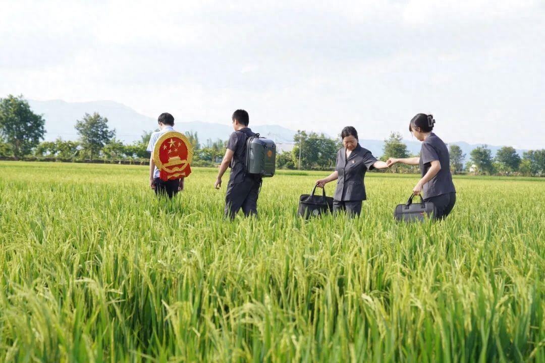 稻花香里释法理，致富路上护和谐——勐海县人民法院勐遮法庭多元解纷的“本土化”答卷